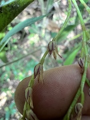 Stelis pittieri