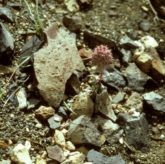 Ipomopsis spicata robruthiae