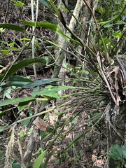 Stelis pittieri