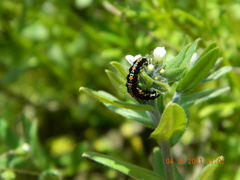 Ethmia candidella
