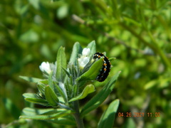 Ethmia candidella