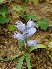 Bellevalia hyacinthoides