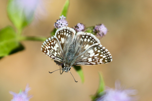 Desert Checkered-Skipper photo 6