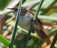 Acrocephalus gracilirostris