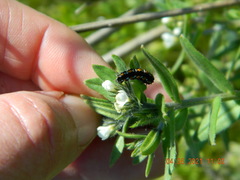 Ethmia candidella