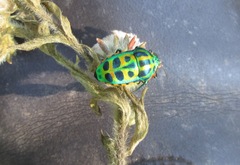 Calidea dregii