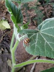 Epilachna paenulata