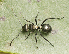 Polyrhachis clio