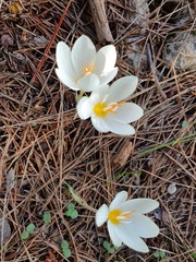 Crocus boryi