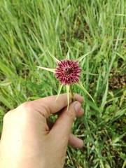 Tragopogon porrifolius porrifolius
