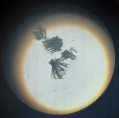 Bartheletia paradoxa