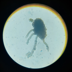 Bartheletia paradoxa