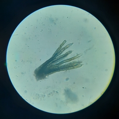 Bartheletia paradoxa