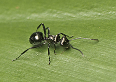 Polyrhachis clio