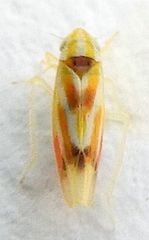 Erythridula praecisa