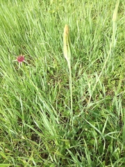 Tragopogon porrifolius porrifolius