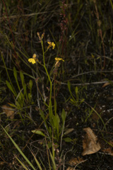 Goodenia macbarronii