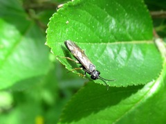 Allantus cinctus