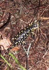 Salamandra salamandra gallaica