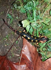Salamandra salamandra gallaica