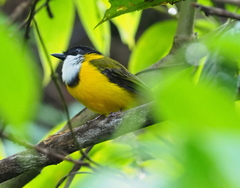 Pachycephala mentalis