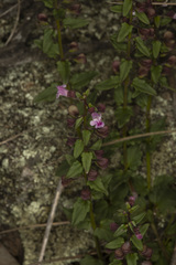 Scutellaria humilis