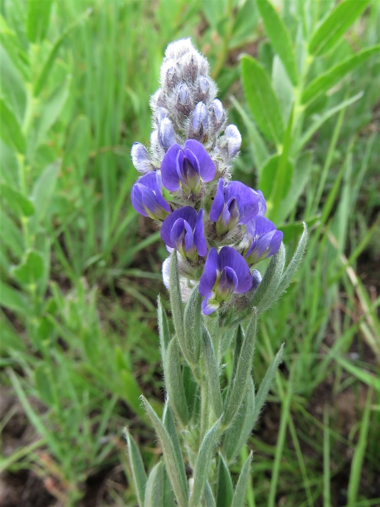 Lotononis amajubica