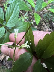 Cardamine ovata