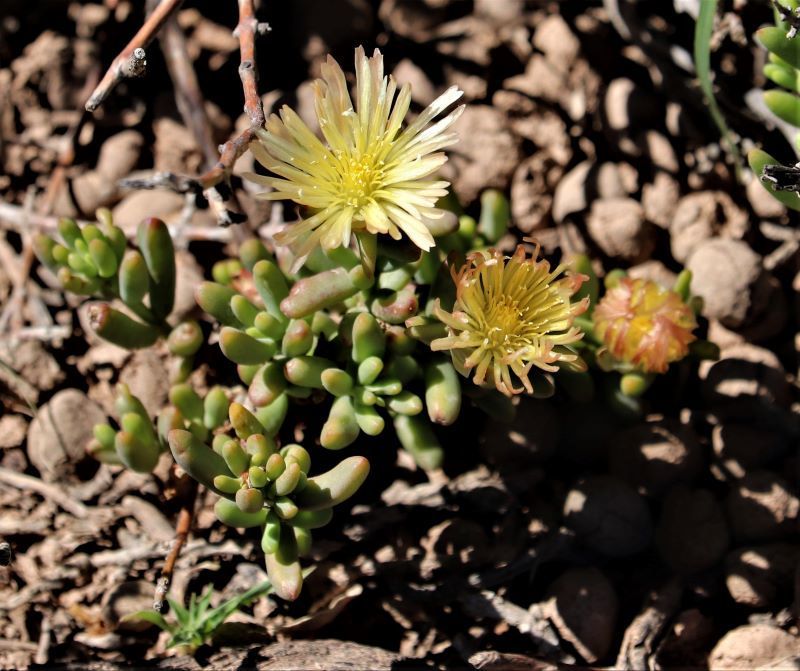 Mesembryanthemum rhizophorum, Western District, South Africa