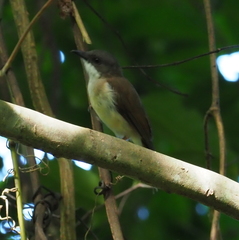 Pachycephala phaionota