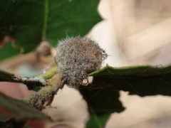 Disholandricus lasius