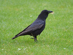 Corvus corone