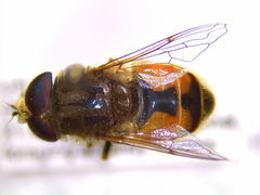 Eristalis brousii