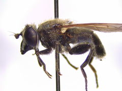 Arctosyrphus willingii