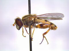 Anasimyia anausis