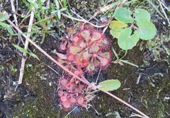 Drosera natalensis