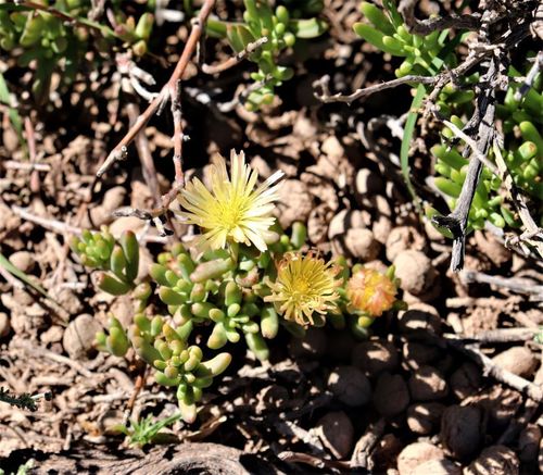 Mesembryanthemum rhizophorum