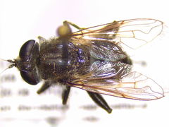 Arctosyrphus willingii