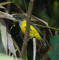 Pachycephala melanura