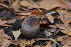Pomacea paludosa