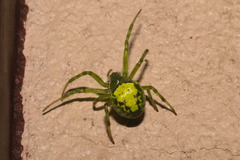 Araneus unanimus