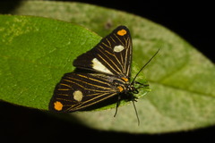 Polypoetes forficata