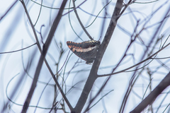 Charaxes saturnus saturnus
