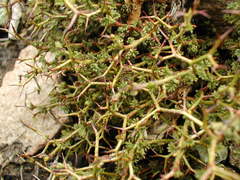 Sarcopoterium
