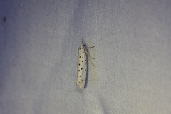 Yponomeuta malinellus