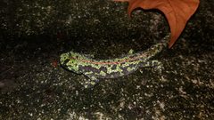 Triturus marmoratus