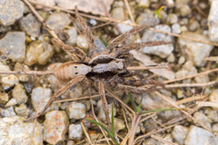 Alopecosa inquilina