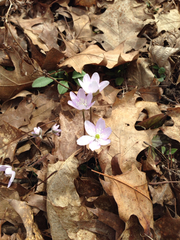 Hepatica
