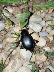Blaps lusitanica