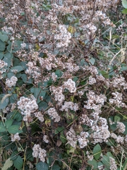 Ageratina altissima